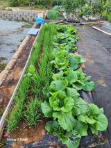 팜모닝 10월 농사 성적 자랑하기·참여글 게시글 이미지