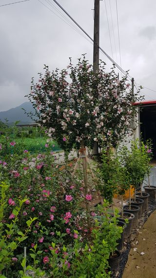 무궁화아리랑사랑농원님의 양배추 · 자유게시판 작성글 사진