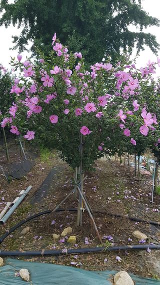 무궁화아리랑사랑농원님의 양배추 · 자유게시판 작성글 사진