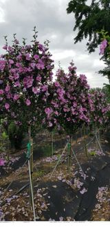 팜모닝 양배추·자유게시판 게시글 이미지