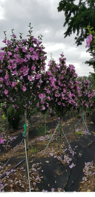 무궁화아리랑사랑농원님의 양배추 · 자유게시판 작성글 사진