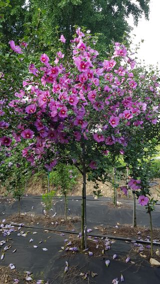 무궁화아리랑사랑농원님의 양배추 · 자유게시판 작성글 사진