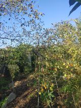 팜모닝 기타작물·병해충상담 게시글 이미지