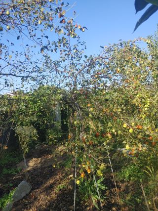 홍광문님의 기타작물 · 병해충상담 작성글 사진