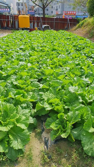 최천진님의 배추 · 비료•농약 작성글 사진