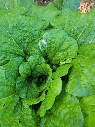 갈담리님의 10월 농사 성적 자랑하기 · 참여글 작성글 사진