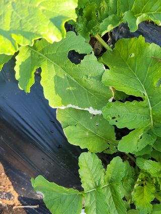 갈담리님의 10월 농사 성적 자랑하기 · 참여글 작성글 사진