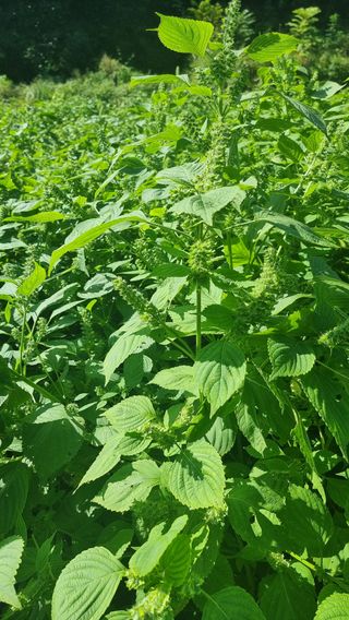 김태수.님의 10월 농사 성적 자랑하기 · 참여글 작성글 사진