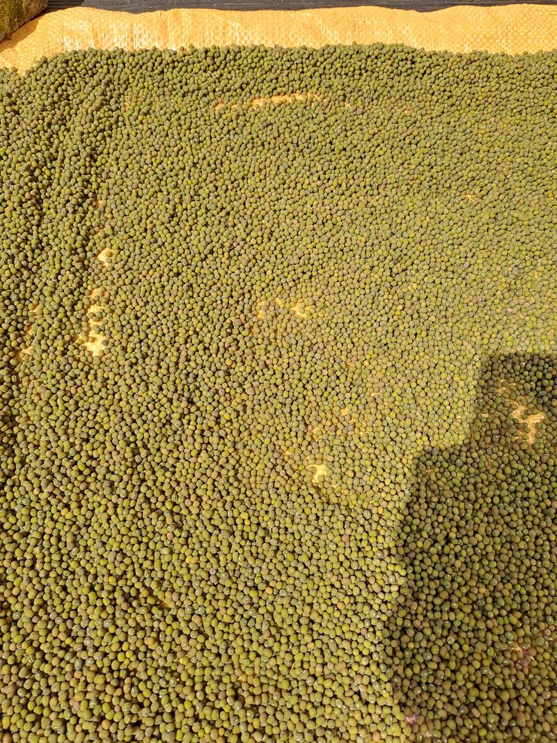 장터 상품 [녹두1키로 ] 썸네일