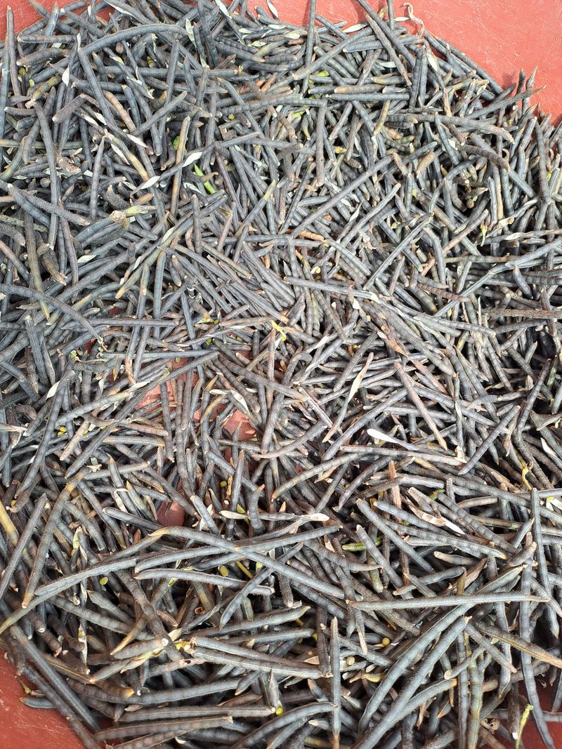 장터 상품 [24년 햇녹두1키로 ] 썸네일