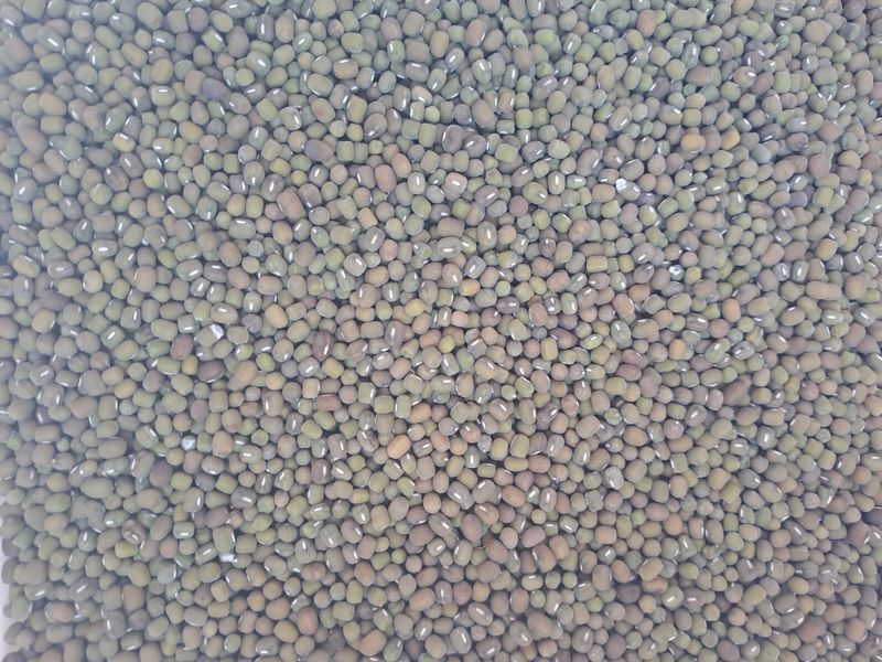 아리맘님의 장터 판매 상품 [24년 햇녹두1키로 ] 첨부 사진