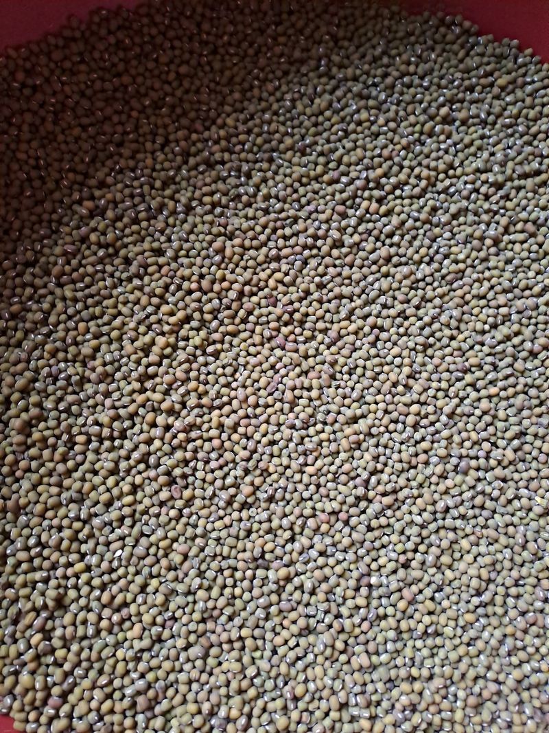 아리맘님의 장터 판매 상품 [24년 햇녹두1키로 ] 첨부 사진