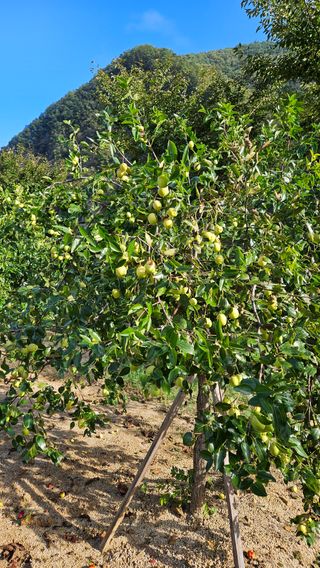 홍&이님의 10월 농사 성적 자랑하기 · 참여글 작성글 사진