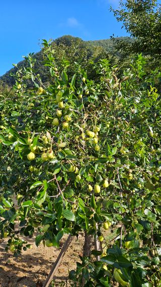 홍&이님의 10월 농사 성적 자랑하기 · 참여글 작성글 사진