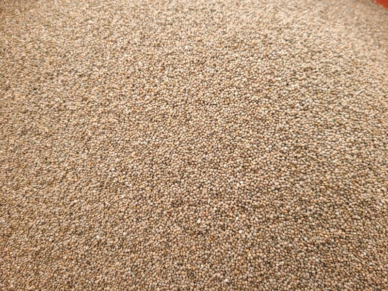 전재문님의 장터 판매 상품 [햇들깨  6kg] 첨부 사진