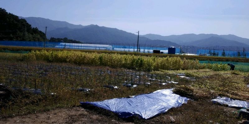 전재문님의 장터 판매 상품 [햇들깨  6kg] 첨부 사진