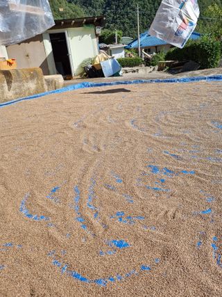 이상응님의 10월 농사 성적 자랑하기 · 참여글 작성글 사진