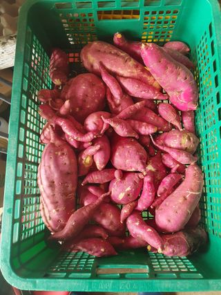 충열사호랑이님의 고구마 · 자유게시판 작성글 사진