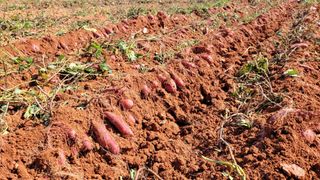 무안선유농원님의 고구마 · 자유게시판 작성글 사진