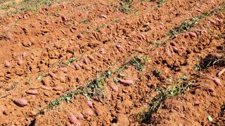 무안선유농원님의 고구마 · 자유게시판 작성글 사진