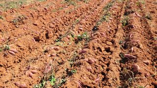 무안선유농원님의 고구마 · 자유게시판 작성글 사진