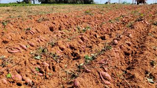 무안선유농원님의 고구마 · 자유게시판 작성글 사진