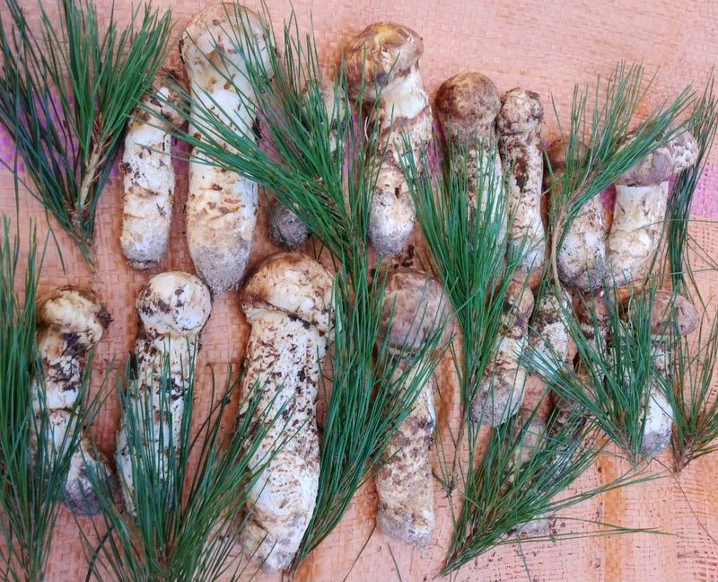 장터 상품 [송이 1kg] 썸네일