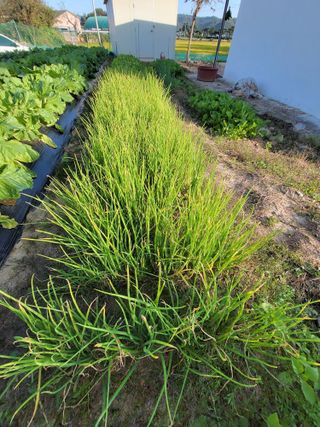 조규산님의 파 · 병해충상담 작성글 사진