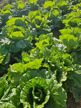 다겸님의 감자 · 영농일지 작성글 사진