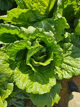 팜모닝 10월 농사 성적 자랑하기·참여글 게시글 이미지