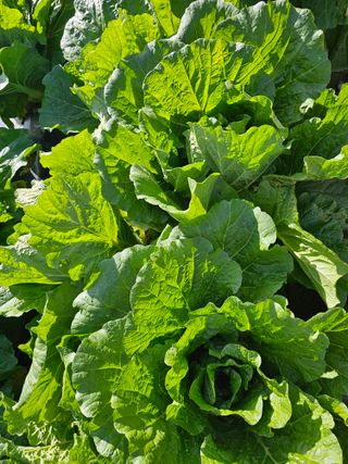 다겸님의 10월 농사 성적 자랑하기 · 참여글 작성글 사진