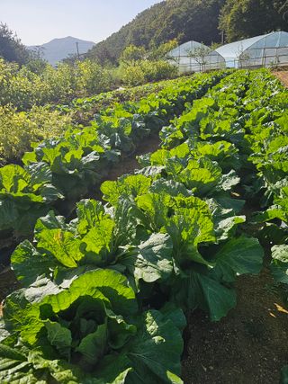 다겸님의 10월 농사 성적 자랑하기 · 참여글 작성글 사진