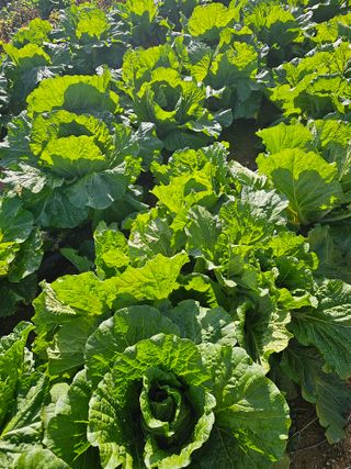 다겸님의 10월 농사 성적 자랑하기 · 참여글 작성글 사진