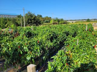 커피나무님의 10월 농사 성적 자랑하기 · 참여글 작성글 사진