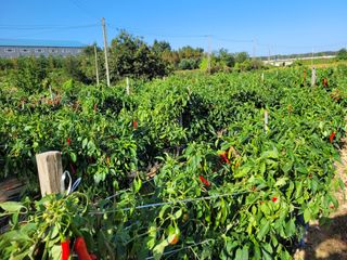 커피나무님의 10월 농사 성적 자랑하기 · 참여글 작성글 사진