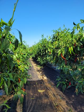 커피나무님의 10월 농사 성적 자랑하기 · 참여글 작성글 사진