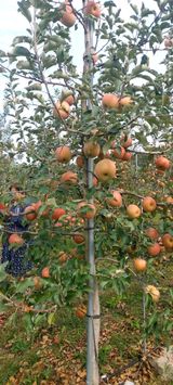 팜모닝 10월 농사 성적 자랑하기·참여글 게시글 이미지