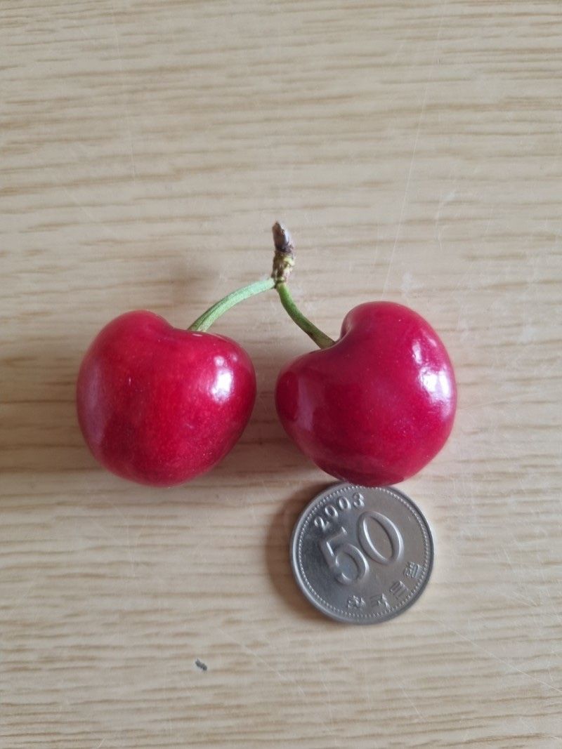 장터 상품 [스위트하트 체리나무 3년생 결실주 분묘] 썸네일