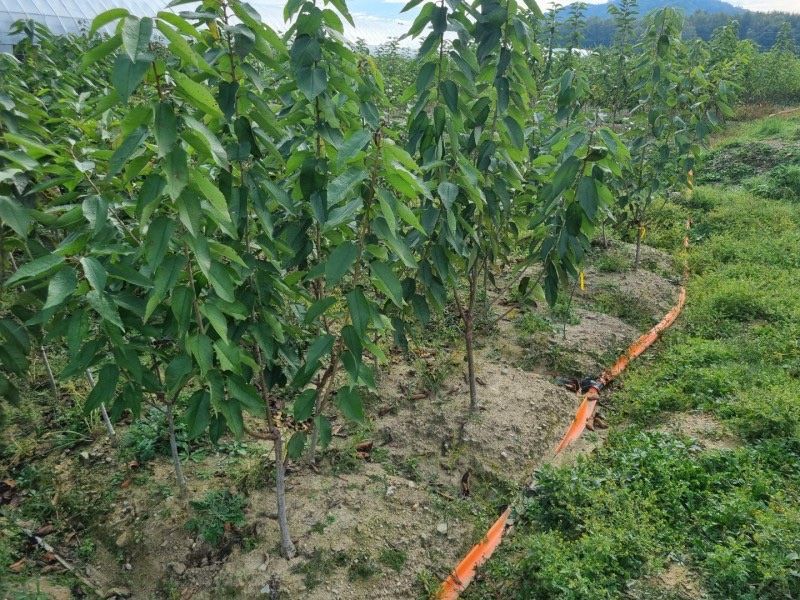 일심묘목농원님의 장터 판매 상품 [스위트하트 체리나무 3년생 결실주 분묘] 첨부 사진