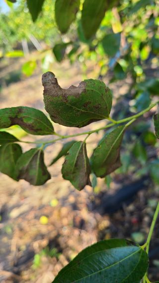 완전농린이님의 기타작물 · 병해충상담 작성글 사진
