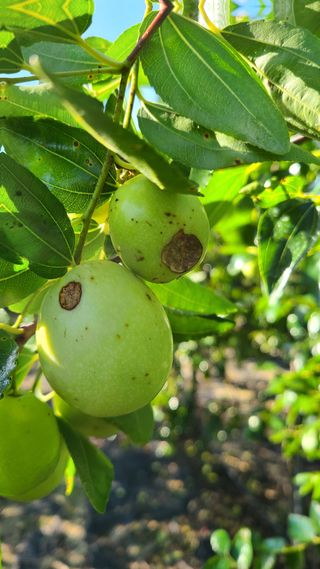 완전농린이님의 기타작물 · 병해충상담 작성글 사진