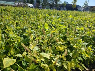 김계희님의 10월 농사 성적 자랑하기 · 참여글 작성글 사진