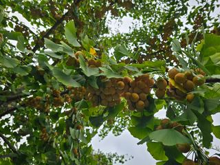 연모 자연의행복님의 자유주제 · 자유게시판 작성글 사진