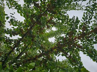 연모 자연의행복님의 자유주제 · 자유게시판 작성글 사진