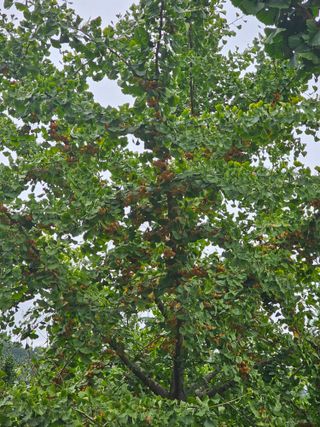 연모 자연의행복님의 자유주제 · 자유게시판 작성글 사진