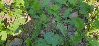 박진욱님의 배추 · 병해충상담 작성글 사진