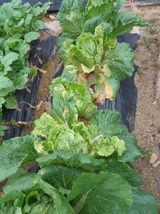 팜모닝 배추·병해충상담 게시글 이미지