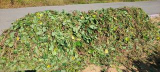 콩만세님의 고구마 · 자유게시판 작성글 사진