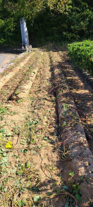 콩만세님의 고구마 · 자유게시판 작성글 사진