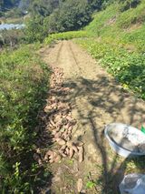 팜모닝 고구마·영농일지 게시글 이미지